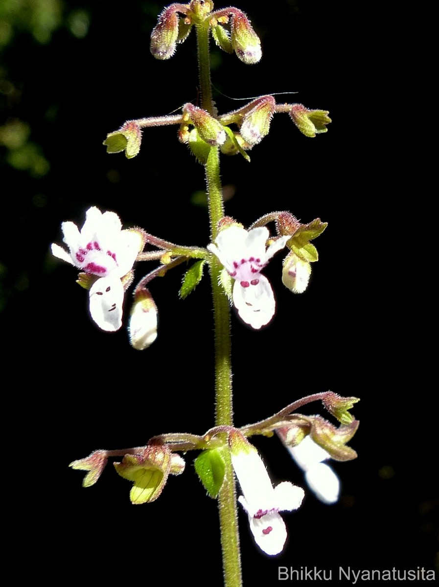 Isodon nigrescens (Benth.) H.Hara